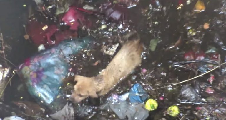 Puppy Drowning In Well Cries Desperately Out For Help