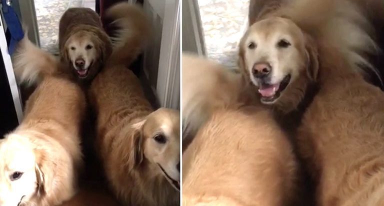 Golden Retriever Can’t Stop Smiling After Getting Sandwiched Between Wagging Tails