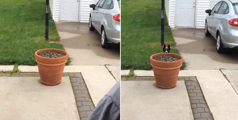 Dog Thinks She Is Being Sneaky When She Doesn’t Want To Come Inside