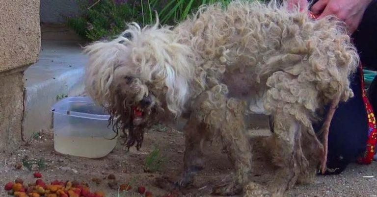 Homeless Dog Whose Mouth was Burnt With Acid Makes a Stunning Recovery