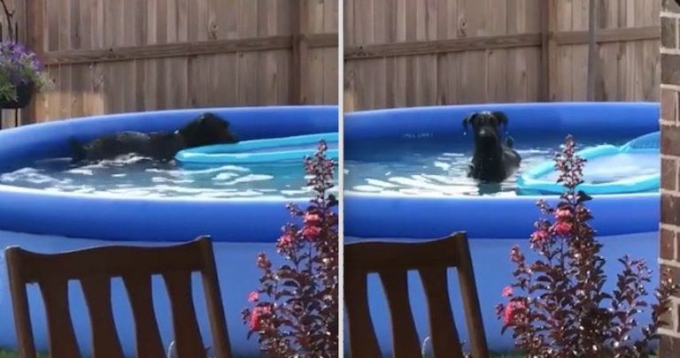 Naughty Dog Pretends Like Nothing Has Happened After He’s Caught Playing in The Kiddie Pool