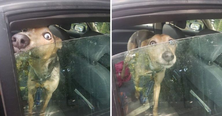 Dog Left Howling and Crying Inside Car on Hot Day As Owner Went Shopping