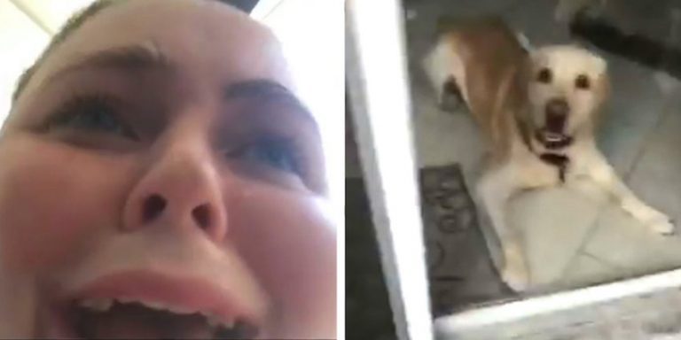 Dog Comes to the Rescue After Owner Locks Herself Out of the House