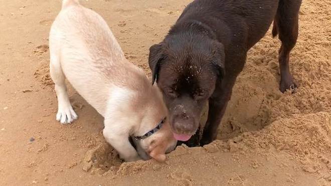 Dog Teaches Puppy How to Dig in the Sand
