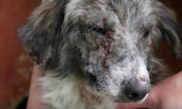 Street Dog Who Overcame Incredible Odds Is Still Waiting For A Home