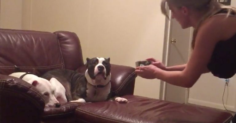 Cute Dog Hilariously Refuses To Have His Photo Taken
