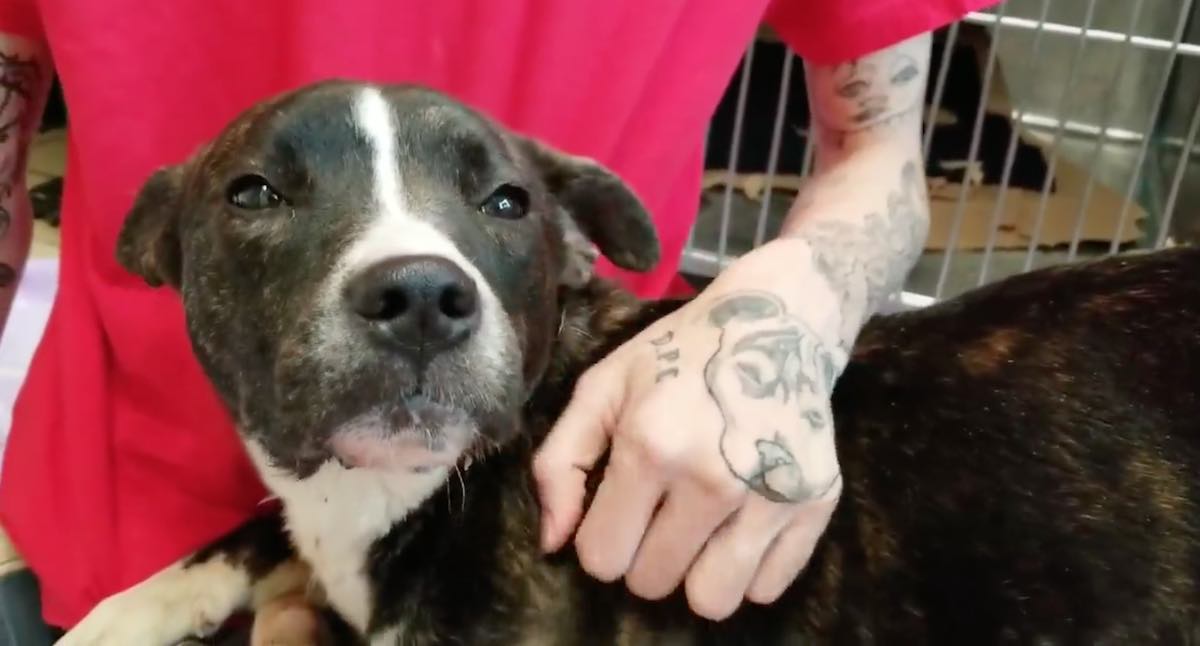 Sweet Dog Found On Detroit Streets Missing Her Tongue Looking For Loving Home