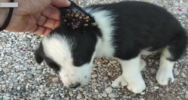 Two Puppies Starving and Covered in Ticks Rescued From The Middle of Nowhere