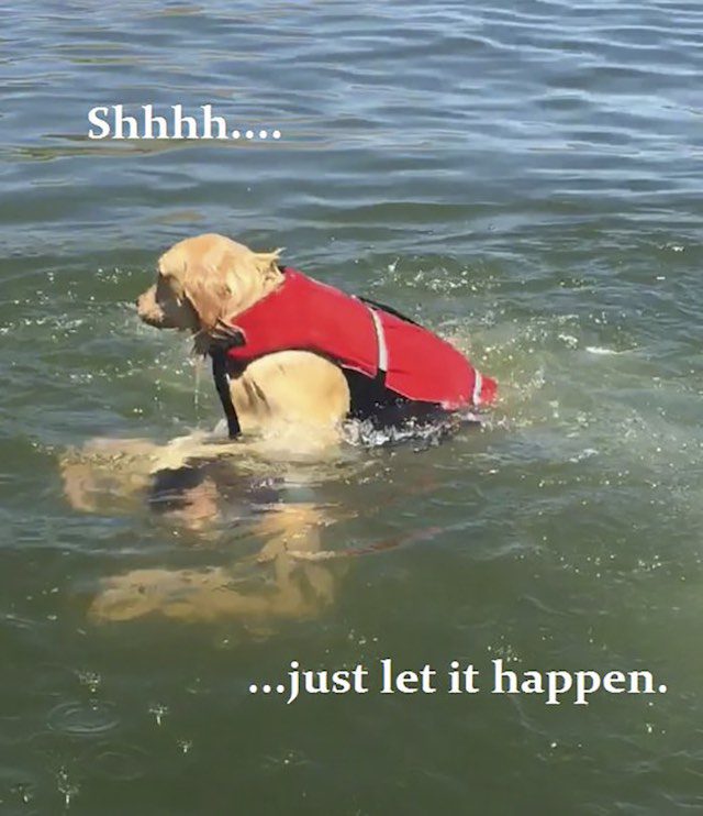 Funny Photos Reveal Nice Day at the Lake 'Until My Dog Nearly Drowned ...