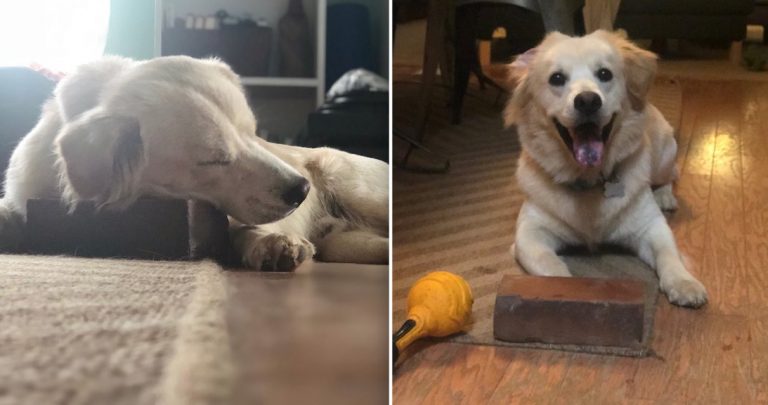Photos of Dog Who is ‘Best Friends’ With a Brick are Too Adorable For Words