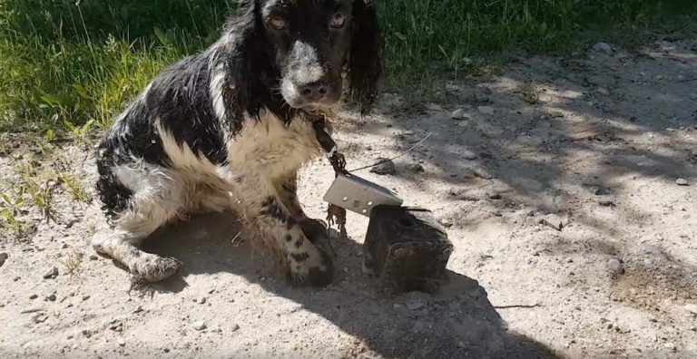 Woman Saves Dog Who Was Thrown in River With Anchor Around His Neck