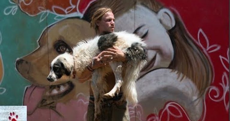 Hundreds of Dogs in Shelter Get Special Treatment For the First Time in Their Lives