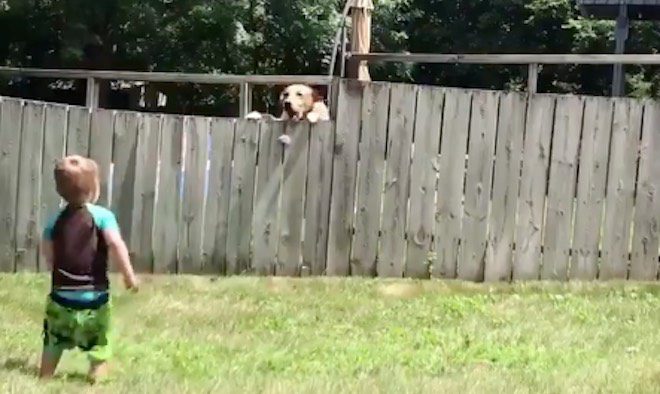 Little Boy and Dog Next Door Don’t Let a Fence Stop Them from Playing Together
