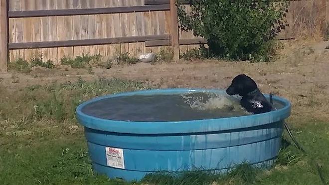 Playful Dog Shows Her Dad How Much She Enjoys Her Pool