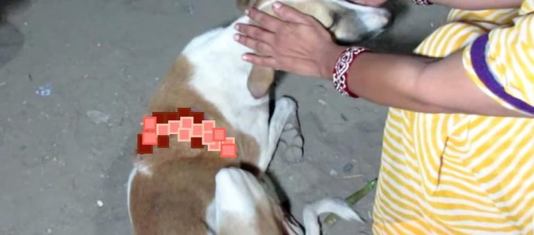 Stray Dog With Huge Gash On His Back Comforted By Good Samaritan