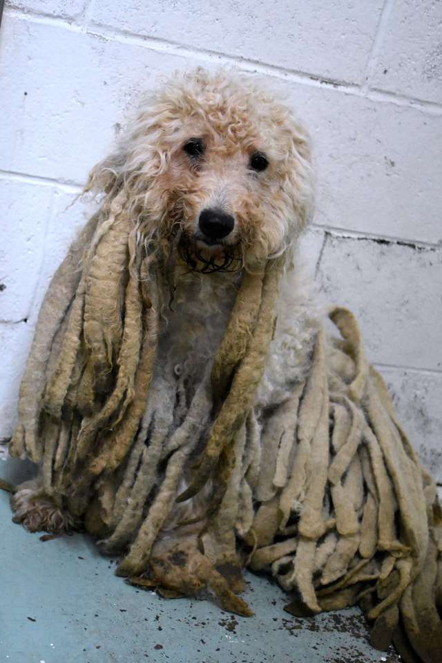 Poodle Covered in Dirty Dreadlocks Freed From Pounds of Hair