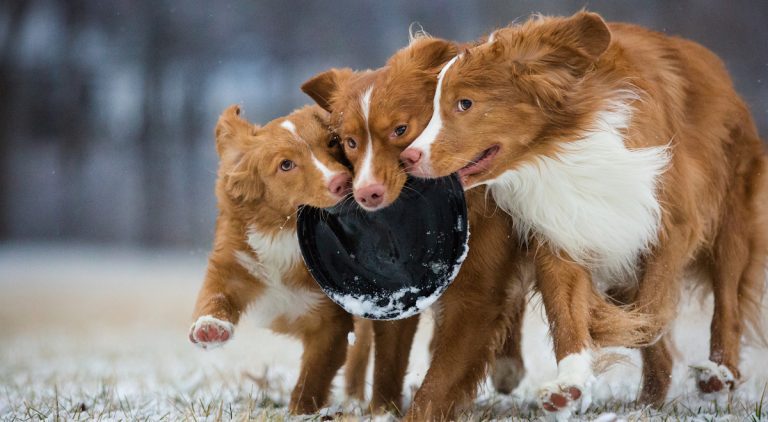 These Photos From Dog Photographer of the Year Competition are Spectacular