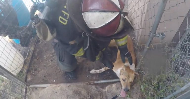 Dramatic Footage Captures Firefighters Saving Dog From Burning Kennel