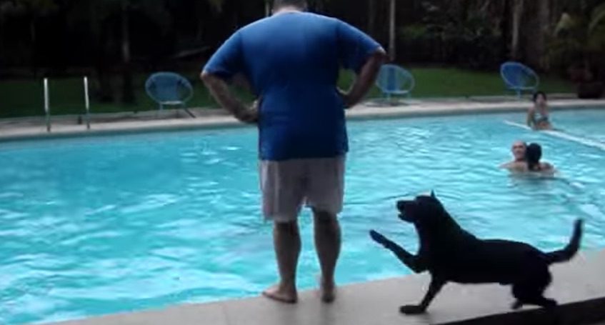 Dog Loves To Dunk Unsuspecting People Into The Pool