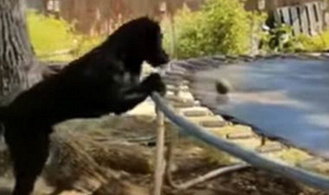 Clever Dog Uses Trampoline to Play Fetch With Himself