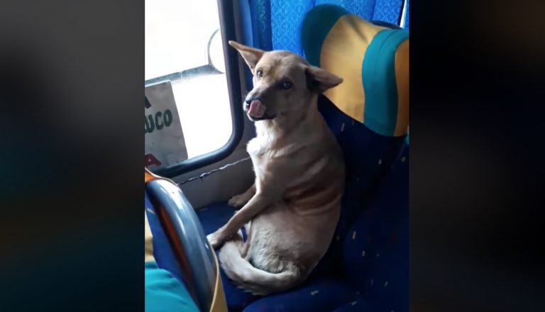Bus Driver Surprised to Discover Dog Sitting On His Bus