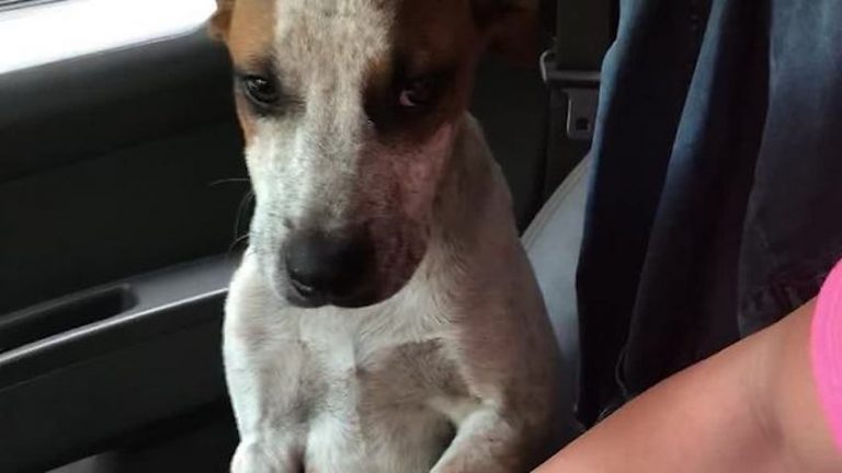 Grateful Puppy Just Rescued From Chain Comforts Woman Who Saved Him
