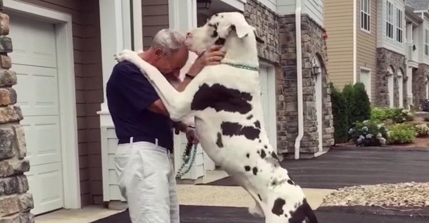Giant Great Dane Gives Grandpa the Best 