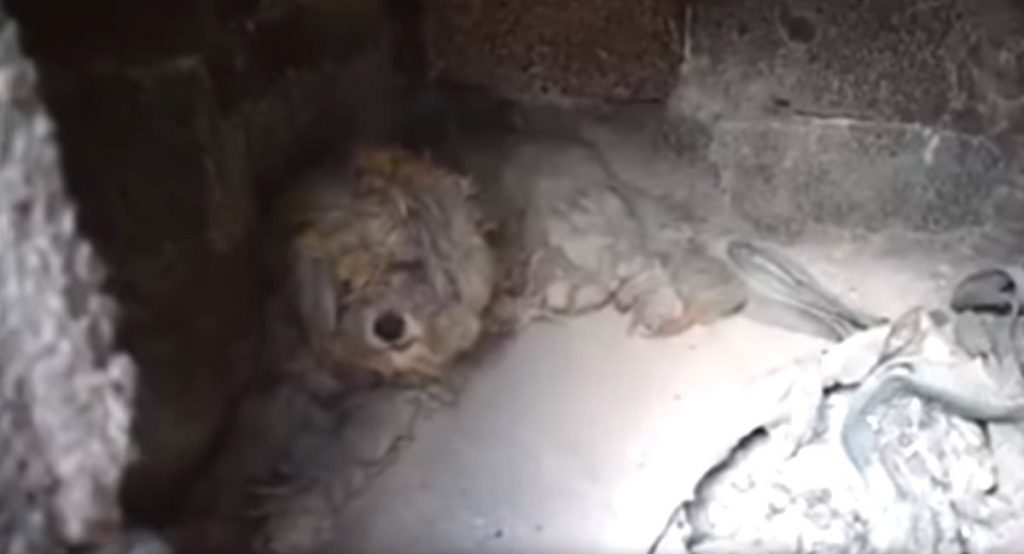 dog survives greek wildfire in oven
