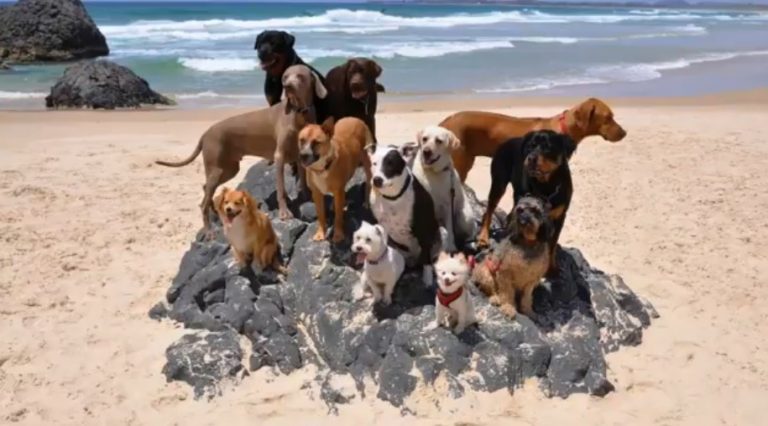 This Video of Dogs and a Cat on a Beach is the Best Version of Pharrell Williams ‘Happy’