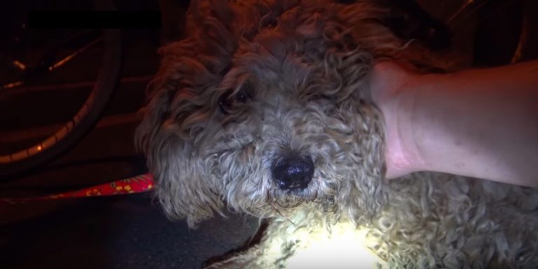 Matted Dog Too Nervous to Approach is Rescued Under Cover of Darkness