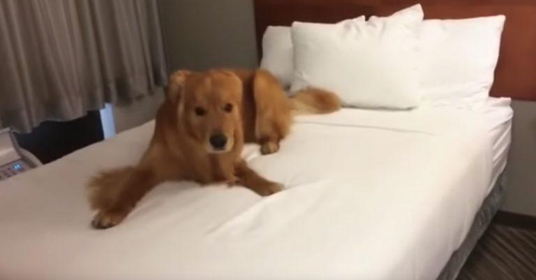Golden Retriever Jumps On Hotel Bed and Has Time of His Life