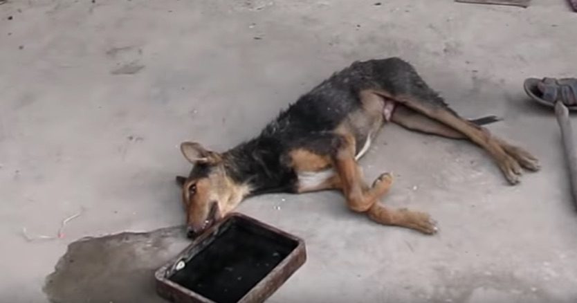 Dog Hit By Car Was In So Much Pain, But Learns How To Walk Again