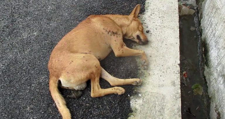 Rescuers Worry Unconscious Dog Might Never Wake Up, But A Day Later He Renews Their Hope