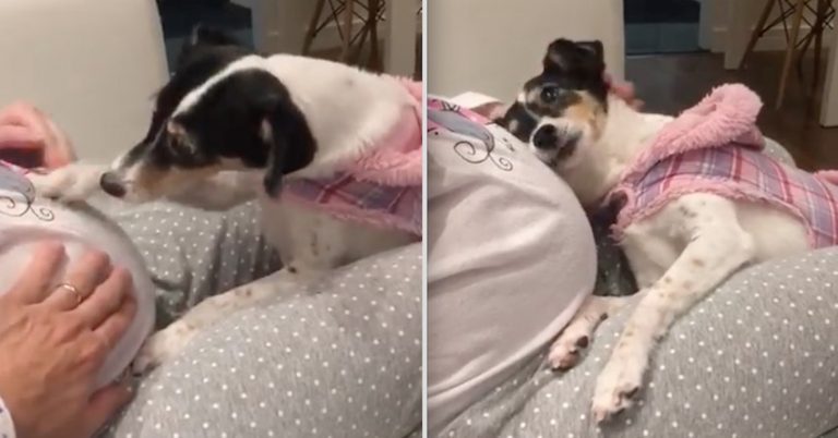 Dog Shows How Smitten She Is With Baby On The Way In Touching Video