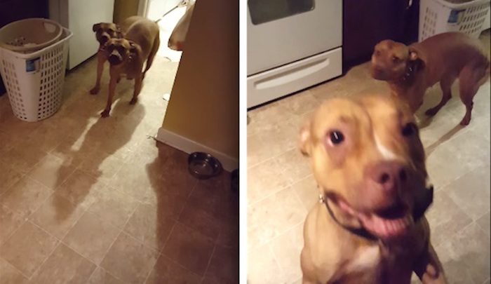 Guilty Dogs Pretend Not To Understand Dad When He Asks What Happened to His Sweatpants