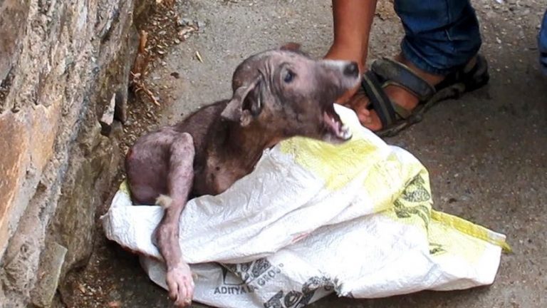 Injured Puppy So Terrified That He Hides In Bag Until Rescuers Come