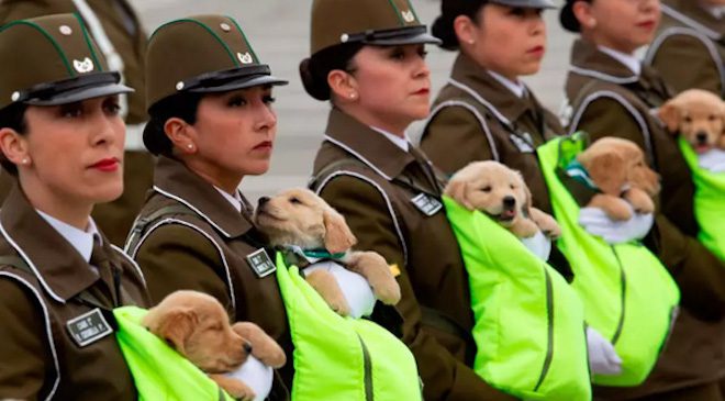 Adorable Puppies Take Part in Chilean Military Parade And Steal The Show