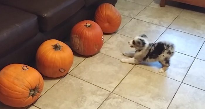 Puppy Fiercely Protects His Family From Four Terrifying Pumpkins