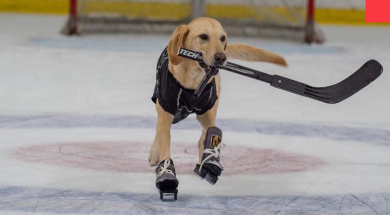 Dog Rescued From Shelter Becomes World’s First Ice-Skating Dog