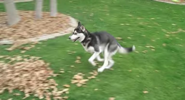 Playful Siberian Husky Does The Most Adorable Thing in Huge Pile of Leaves