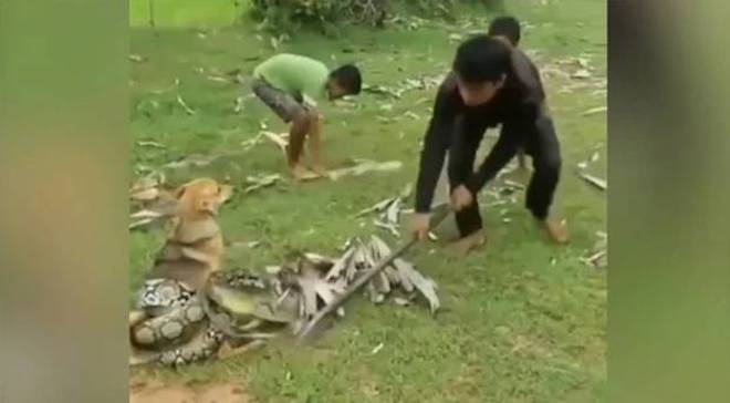 Three Boys Fight Off Giant Snake Trying to Kill Their Dog