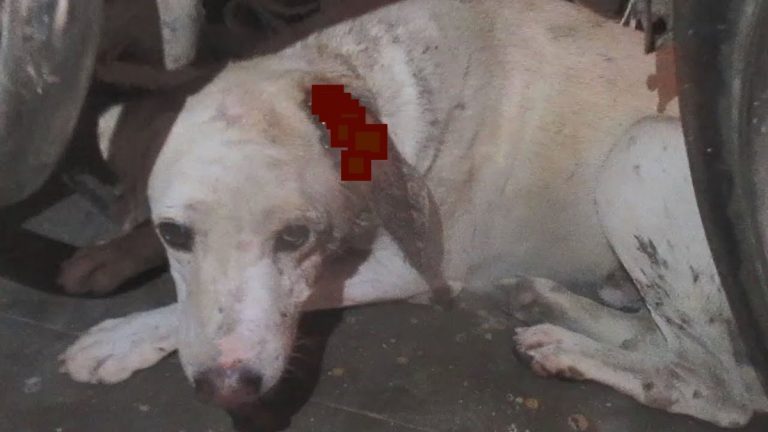 Wounded Dog With Just Hours To Live Hides Away In Home