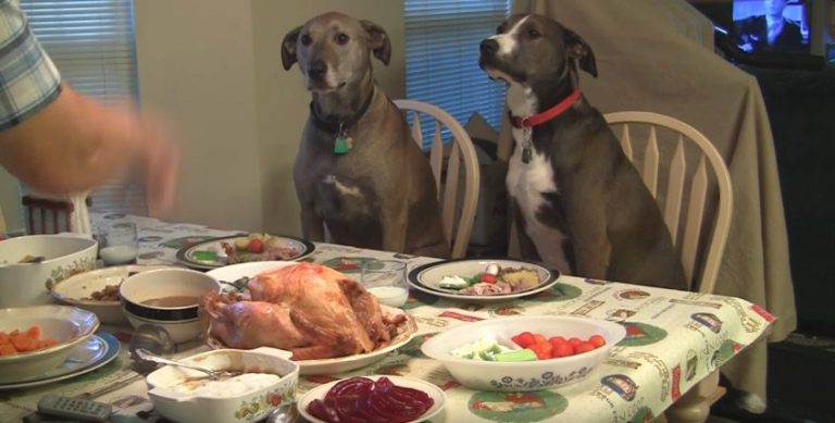 Man Lovingly Prepares Thanksgiving Feast for His Dogs