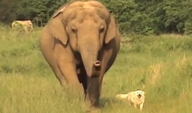 Amazing Friendship Between Dog and Elephant Continues to Inspire