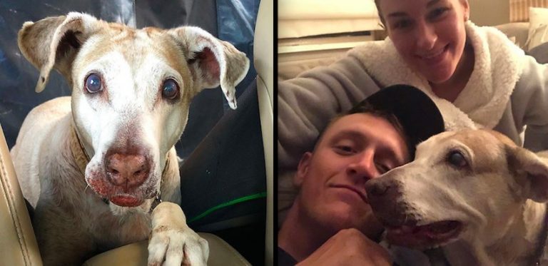 Dog Who Spent 7 Years At Shelter Acts Like Puppy When She Gets Family She Always Wanted