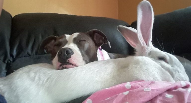 Pit Bull Rescued from Dog Fighting Finds Friendship With Rabbit