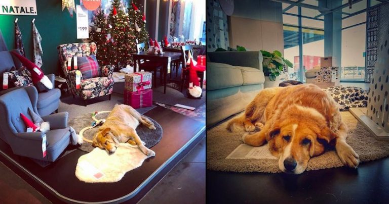 IKEA in Italy Gives Stray Dogs Shelter From the Cold