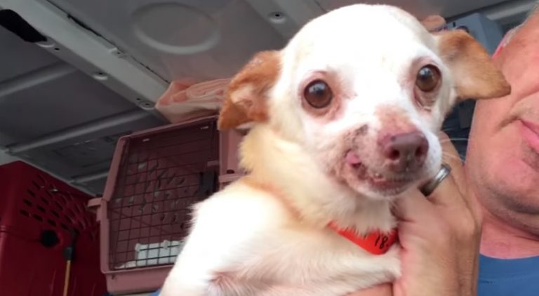 Three-Legged Dog Stuck In Puppy Mill Cage For 9 Years Finally Gets His Happily Ever After