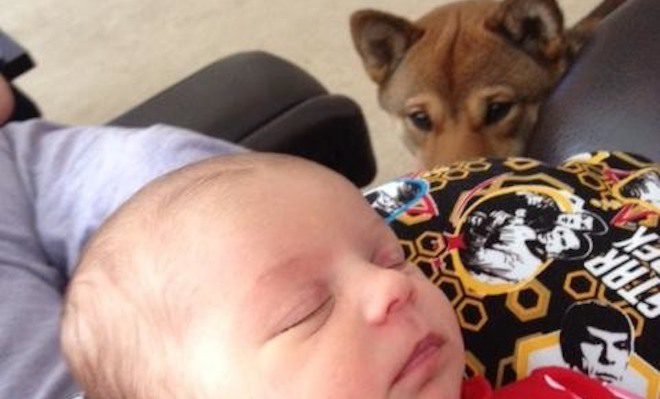 Sweet Dog Decides Newborn Baby is His and Never Lets Her Out of His Sight
