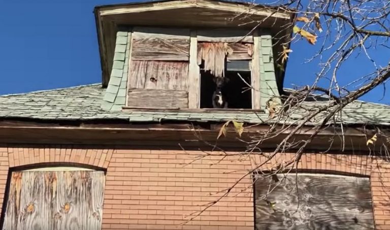 Stray Dog Peeks Out Of Window Of Derelict House She’s Made Her Home